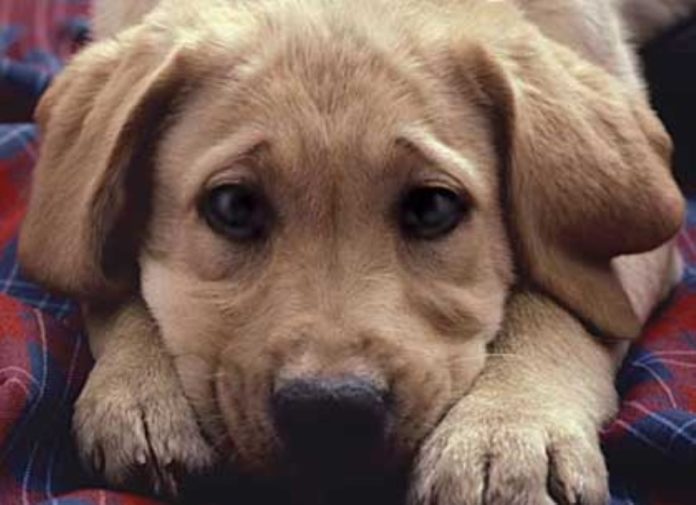 4 Απριλίου: Παγκόσμια Ημέρα Αδέσποτων Ζώων