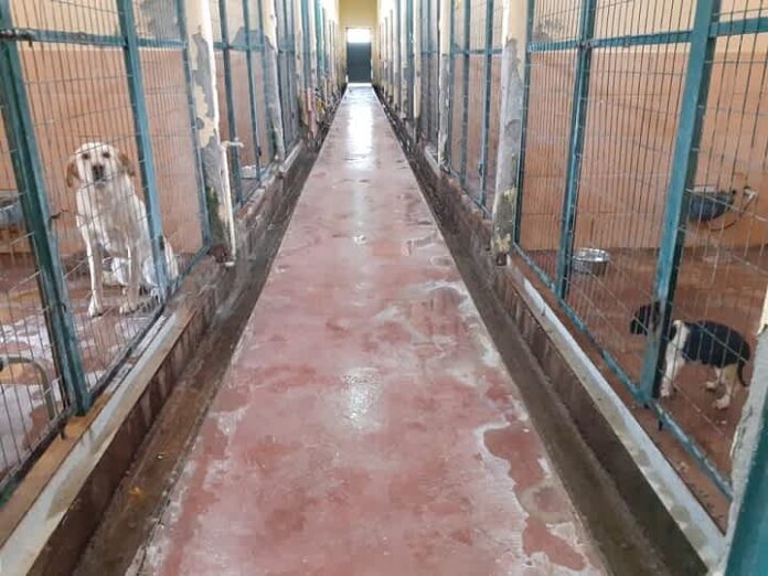 Κυνοκομείο