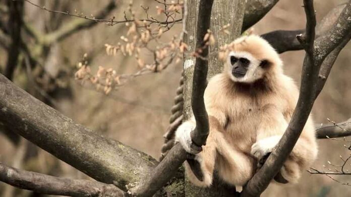 gibbon