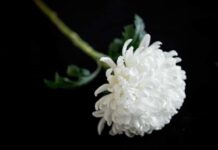 Λάρισα: Οι κηδείες σήμερα Κυριακή 9 Νοεμβρίου 2025