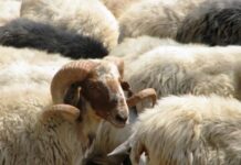 Αυστηρή μέτρα και εντατικοί έλεγχοι για την ευλογιά των αιγοπροβάτων: Καμία χαλάρωση στις γιορτές