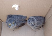 Πολύτιμο το έργο του Τμήματος Άγριας Ζωής και το 2025 – Βοήθεια σε 145 άγρια πτηνά, σκαντζόχοιρους, χελώνες και μία αλεπού!