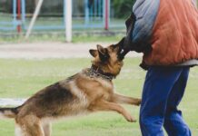 Σκύλος έχει αρπάξει έναν άνθρωπο από το μανίκι του μπουφάν.