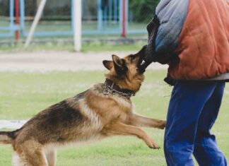 Σκύλος έχει αρπάξει έναν άνθρωπο από το μανίκι του μπουφάν.