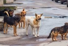 Τραυματισμός γυναίκας από σκυλιά στον Τύρναβο Τραυματισμός γυναίκας από σκυλιά στον Τύρναβο