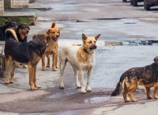 Τραυματισμός γυναίκας από σκυλιά στον Τύρναβο Τραυματισμός γυναίκας από σκυλιά στον Τύρναβο