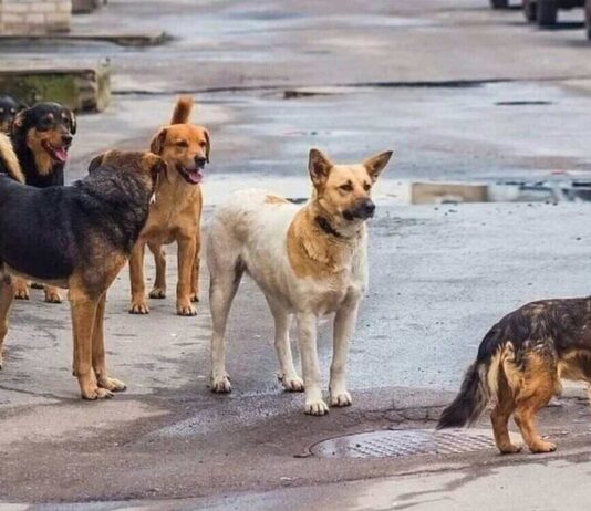 Τραυματισμός γυναίκας από σκυλιά στον Τύρναβο Τραυματισμός γυναίκας από σκυλιά στον Τύρναβο